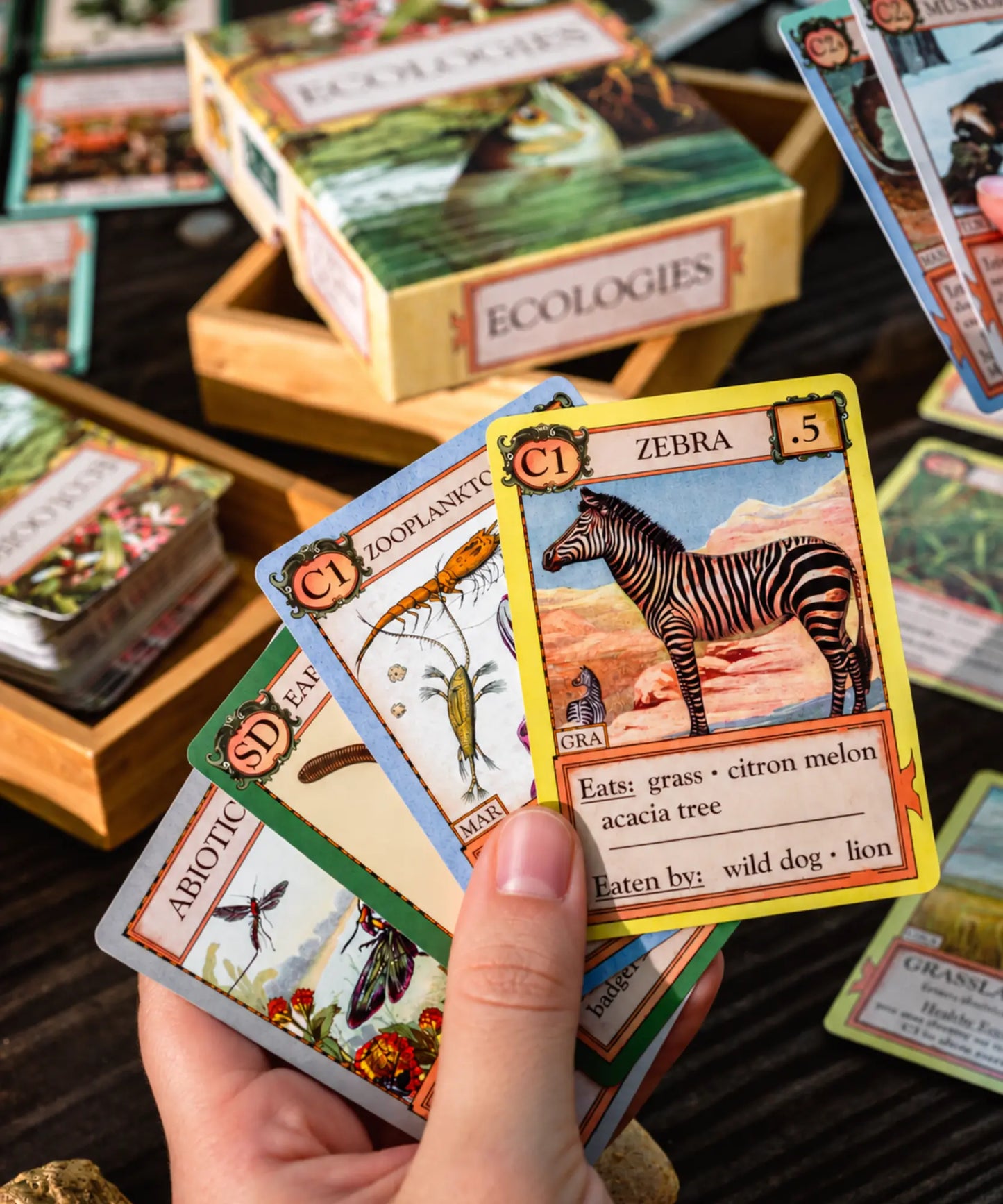 Ecologies Card Game cards held in hand with zebra and zooplankton organism cards