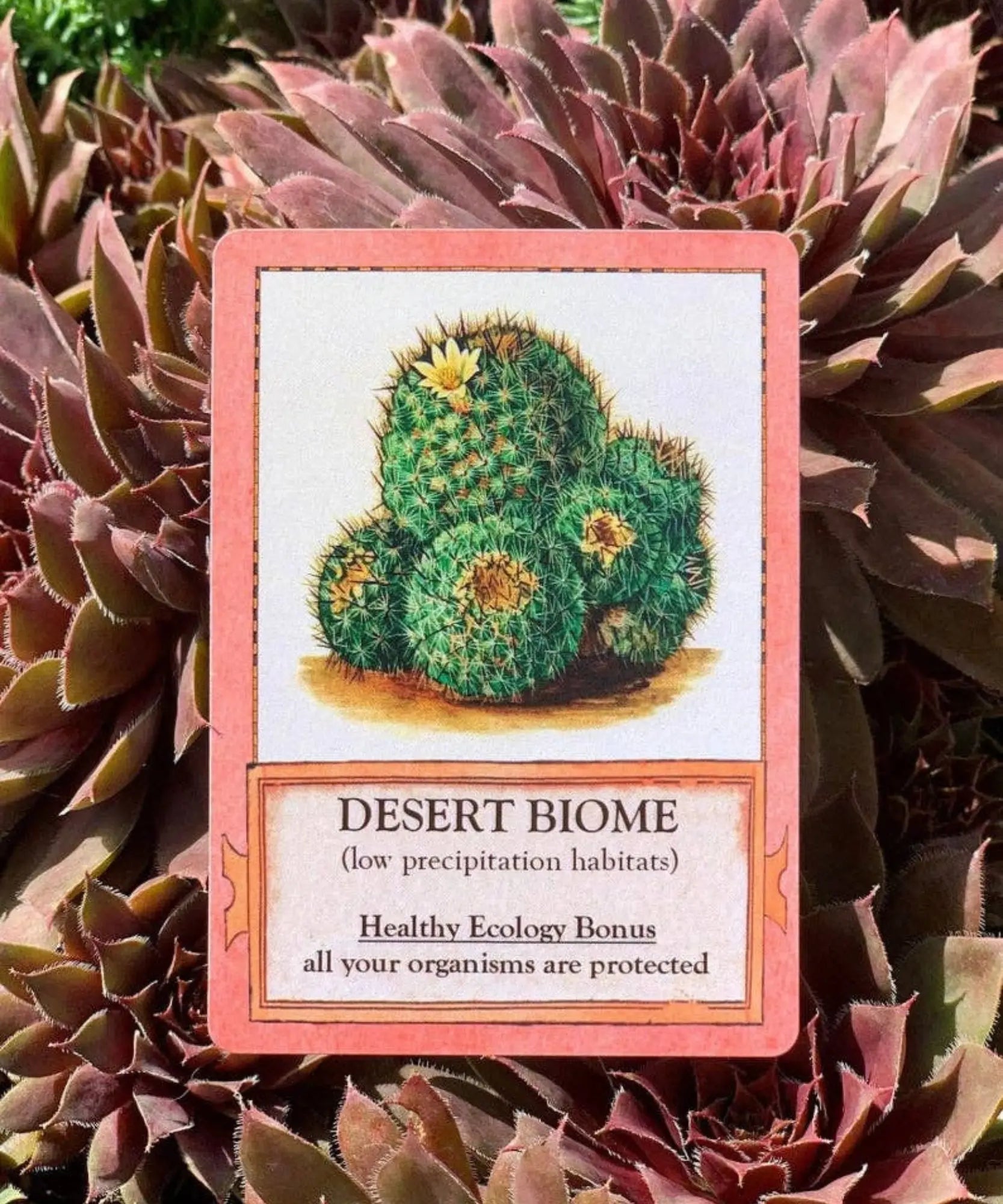 Desert biome card from Ecologies Card Game with vintage cactus artwork
