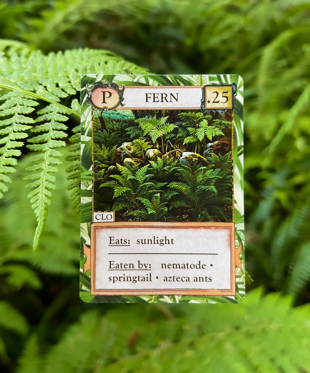 Fern producer card from Ecologies Hidden Habitats ecology strategy game