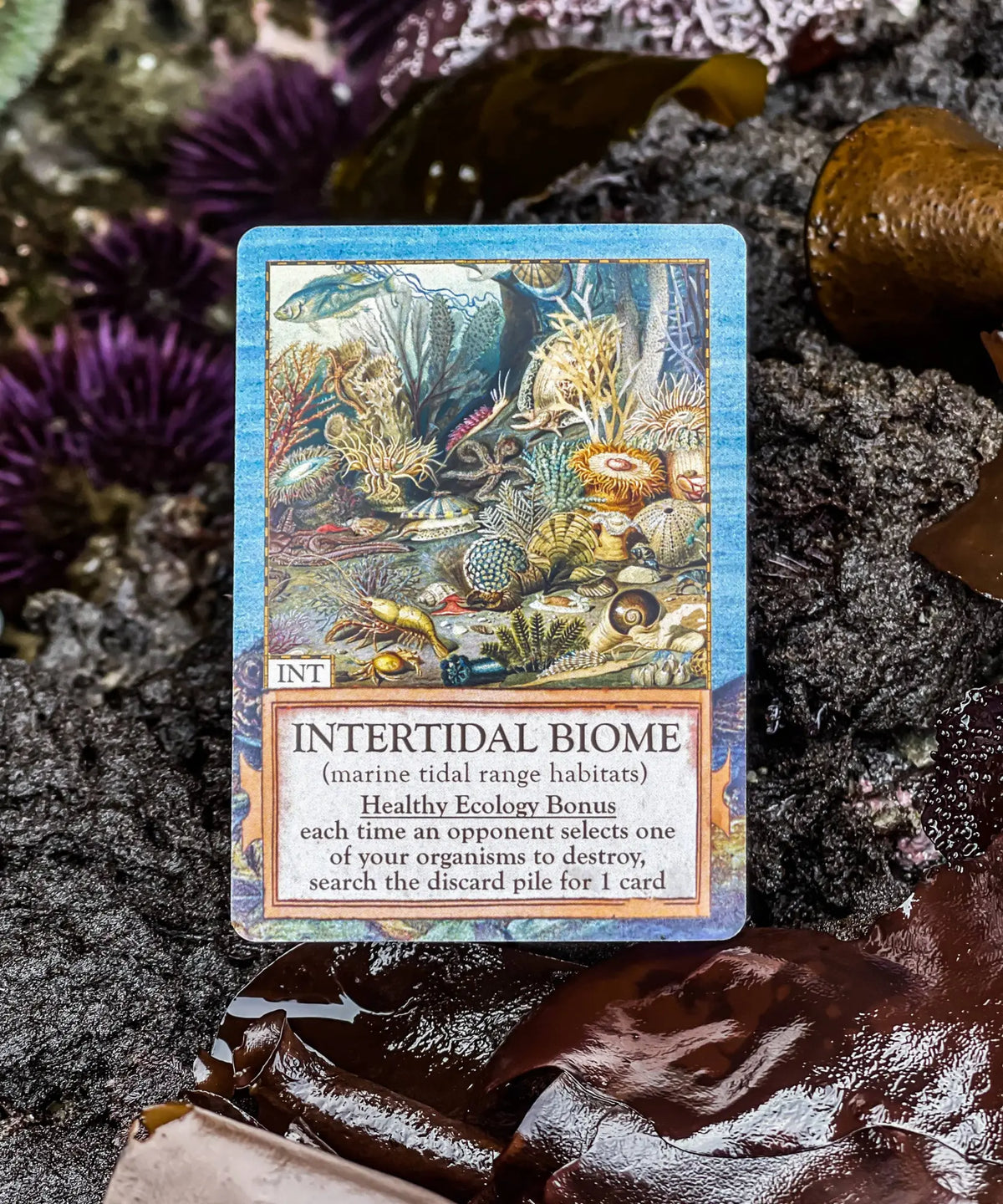 Intertidal biome card from Ecologies Hidden Habitats showing a marine tidal ecosystem