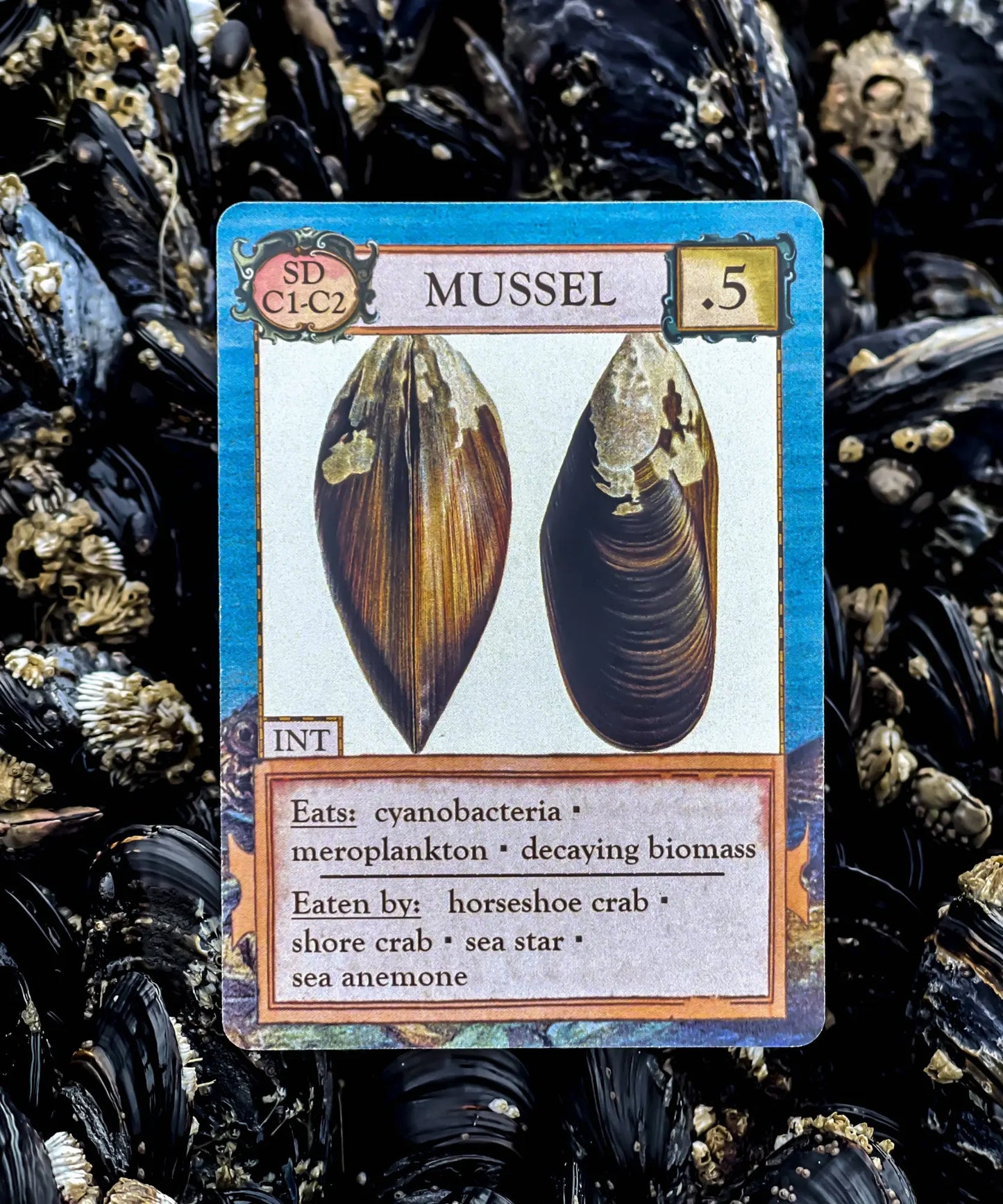 Mussel organism card from Ecologies Hidden Habitats intertidal food web game