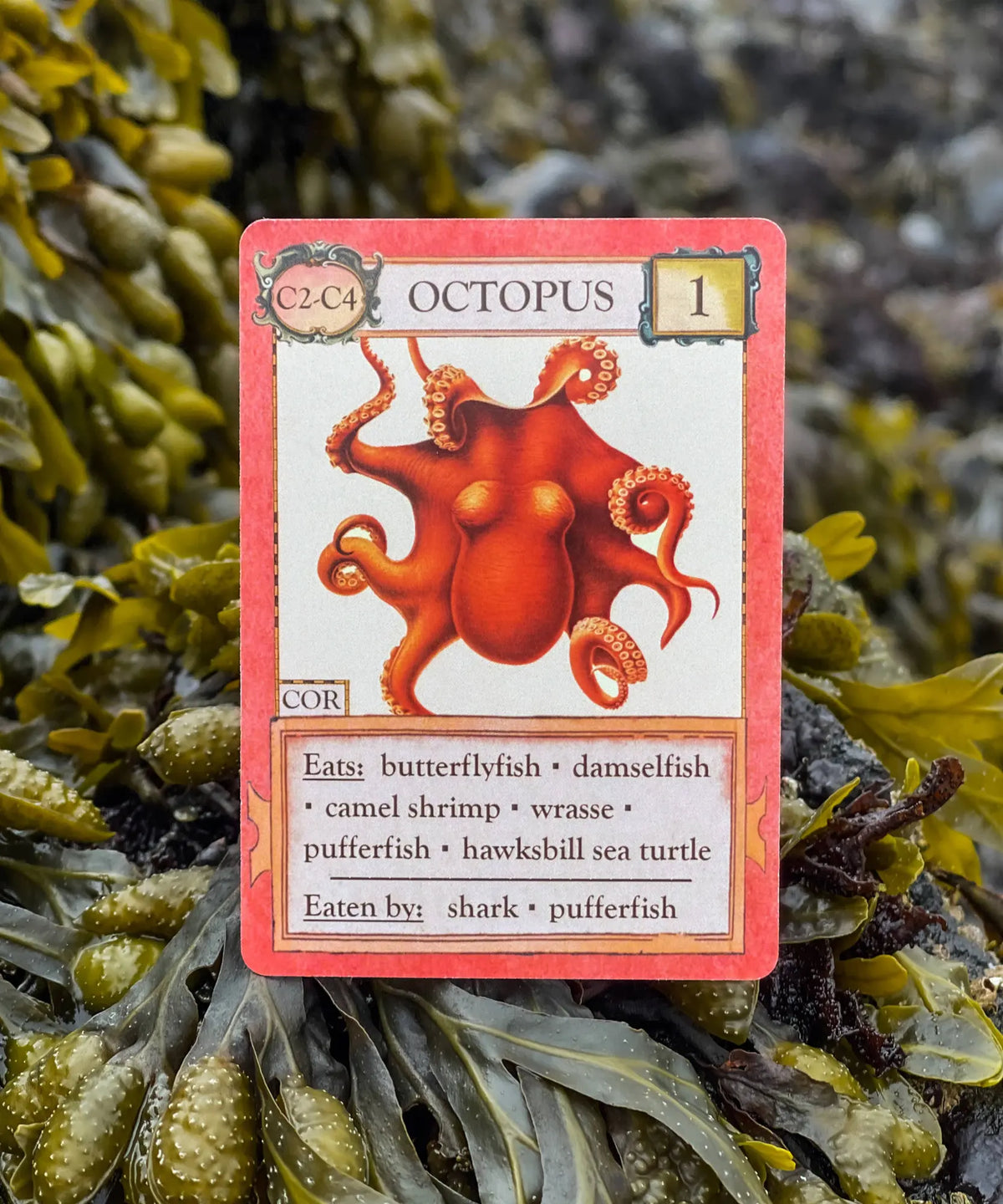 Octopus predator card from Ecologies Hidden Habitats marine ecology strategy game