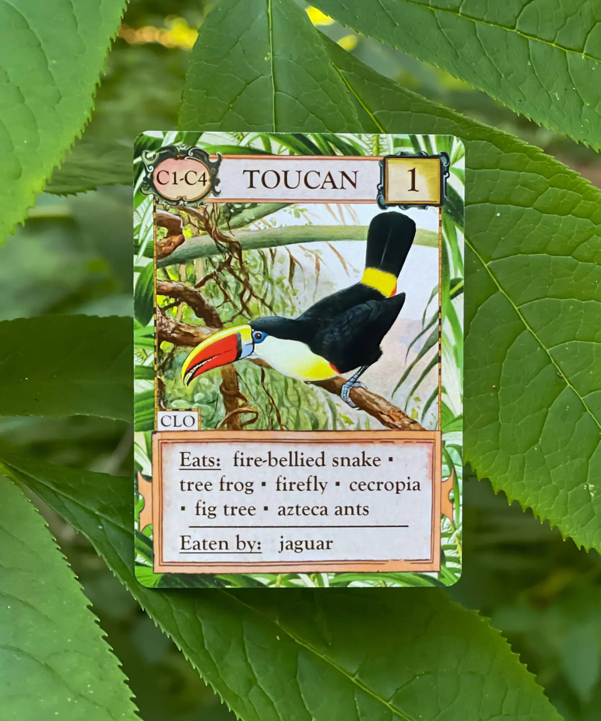 Toucan organism card from Ecologies Hidden Habitats tropical ecology game