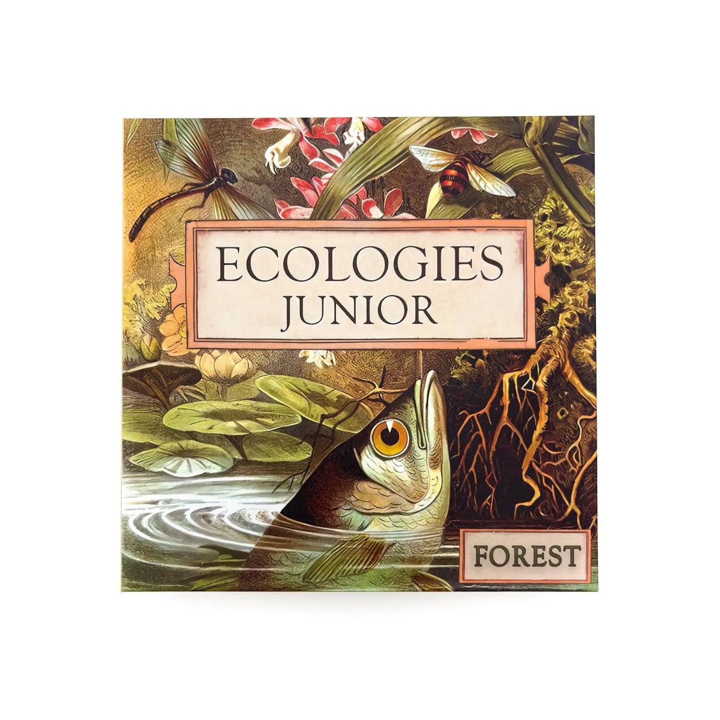 Ecologies Junior Forest food web and ecology game box with illustrated forest ecosystem artwork