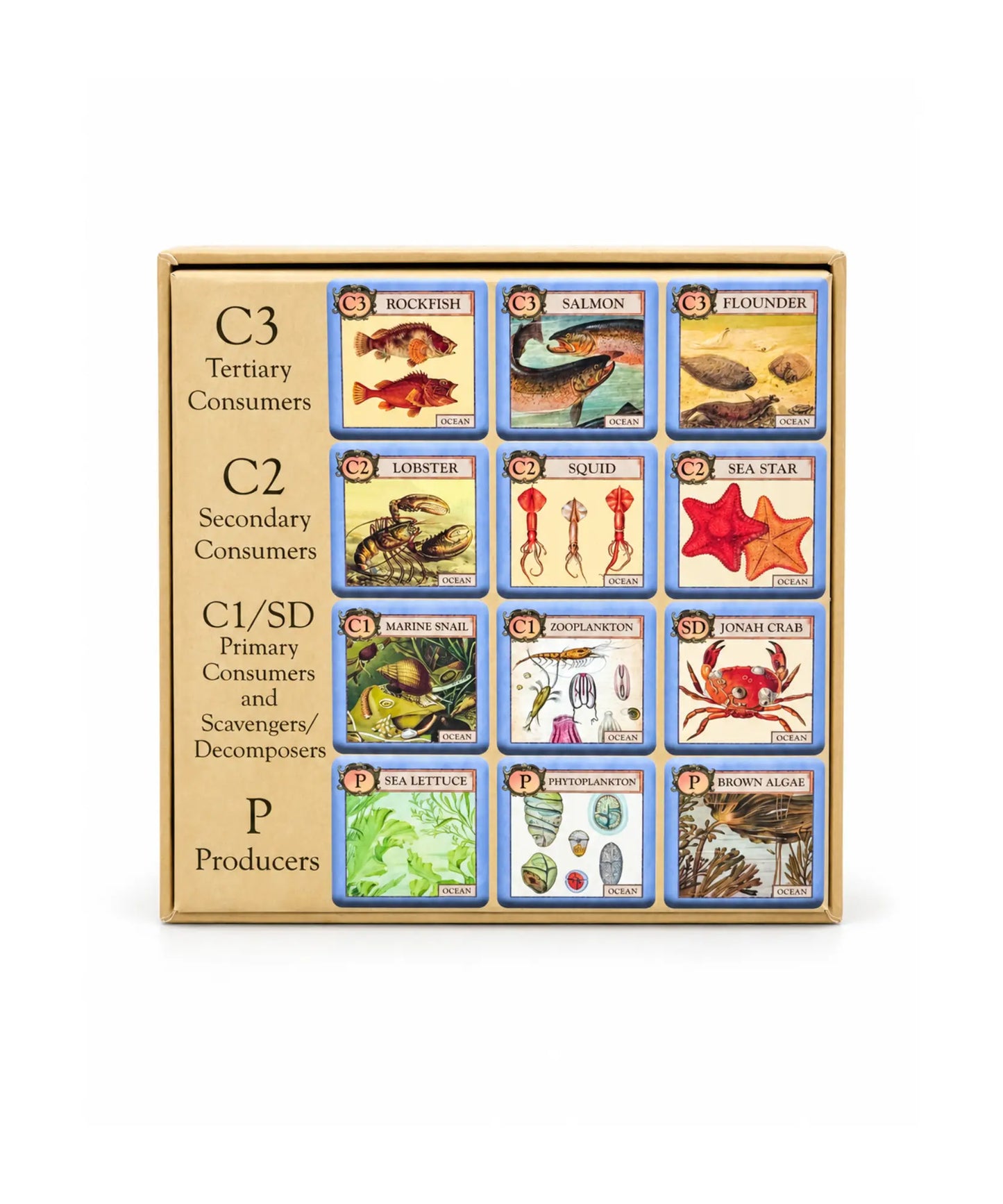 Back of Ecologies Junior: Ocean game box showing marine organism tiles organized by producers, primary, secondary, and tertiary consumers