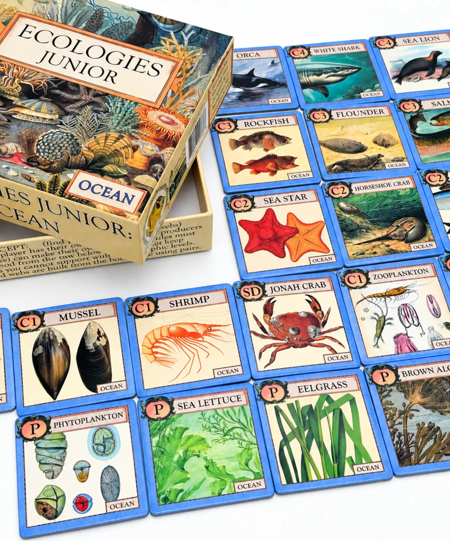 Ecologies Junior: Ocean board game set with the illustrated game box and multiple ocean-themed cards arranged on a white surface.