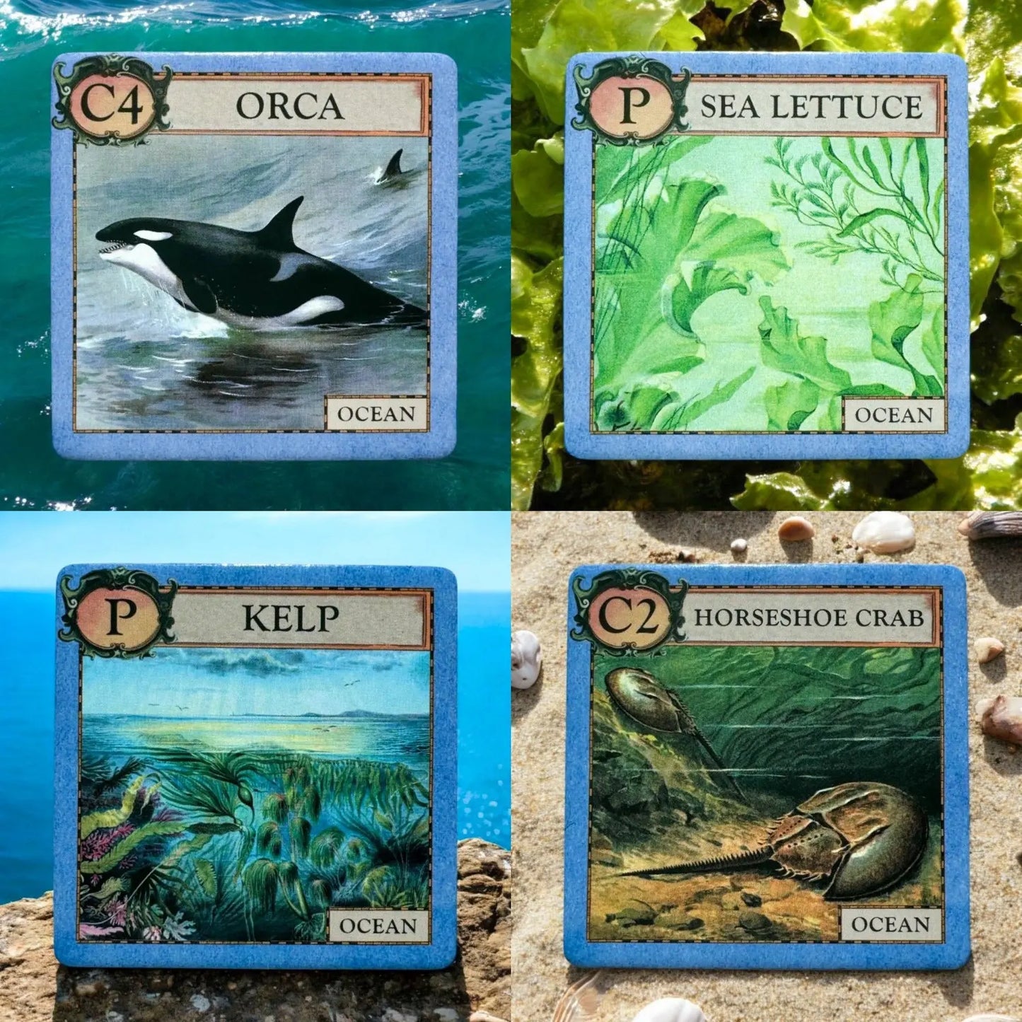 Ecologies Junior Ocean tiles showing orca, sea lettuce, kelp, and horseshoe crab