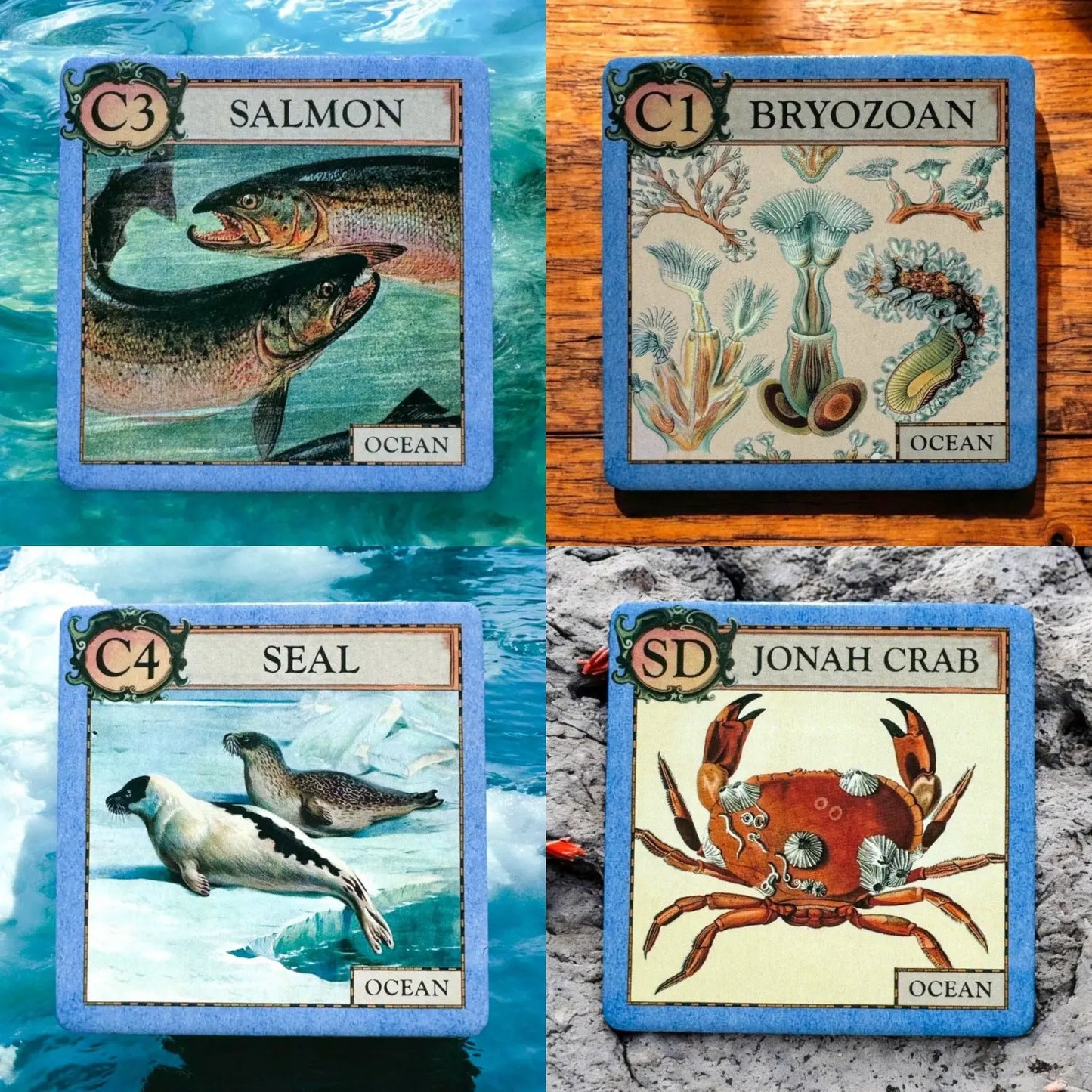 Ecologies Junior Ocean tiles showing salmon, bryozoan, seal, and Jonah crab