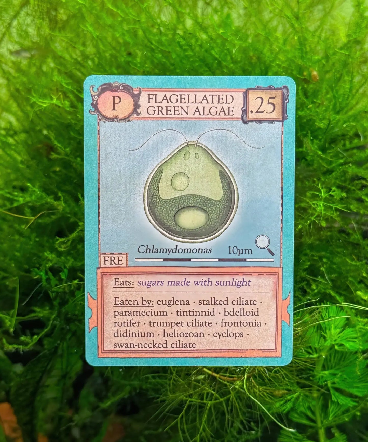 Flagellated green algae organism card showing Chlamydomonas in Ecologies Marvelous Microbes