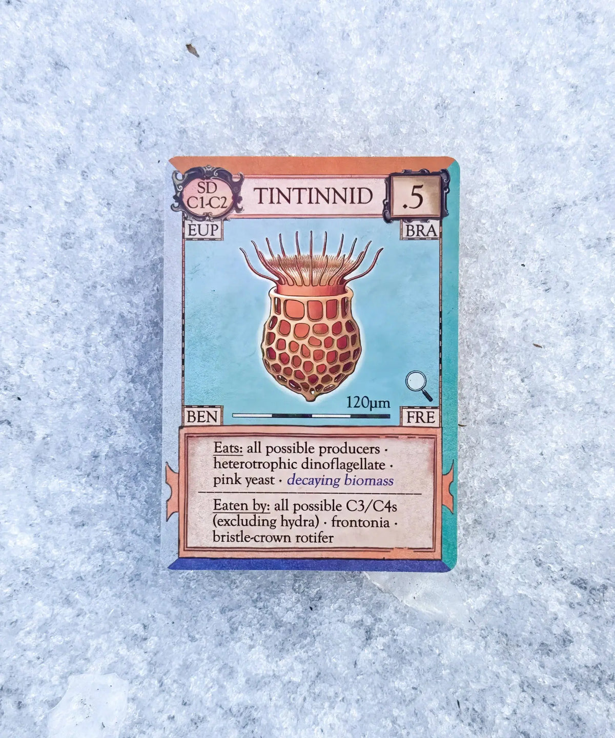 Tintinnid microorganism card from Ecologies Marvelous Microbes science strategy game