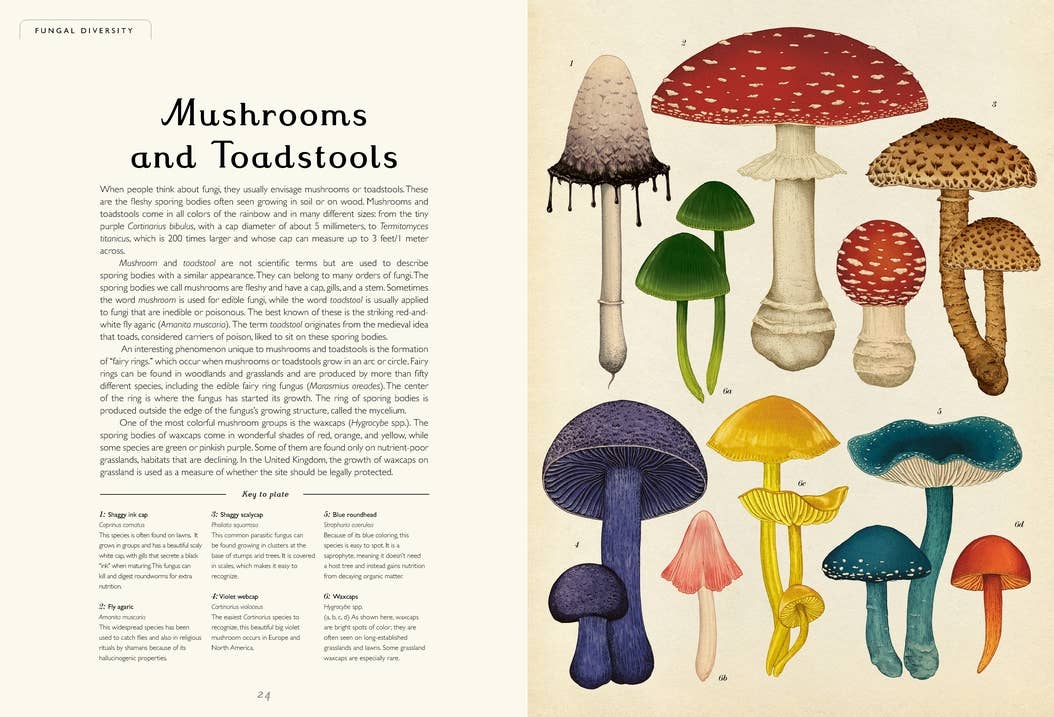 Illustrated Mushrooms and Toadstools spread from Fungarium showing colorful fungi for nature study