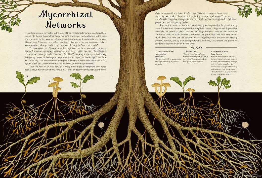 Mycorrhizal networks illustration from Fungarium showing tree roots, fungi, and underground forest connections