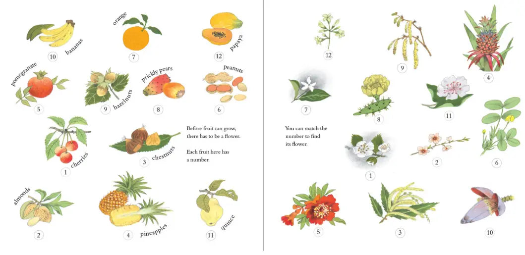Illustrations of fruits and flowers on a divided page with text labels.
