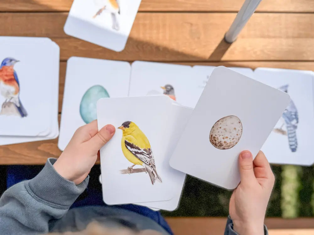 Children's educational cards with bird illustrations on a wooden surface