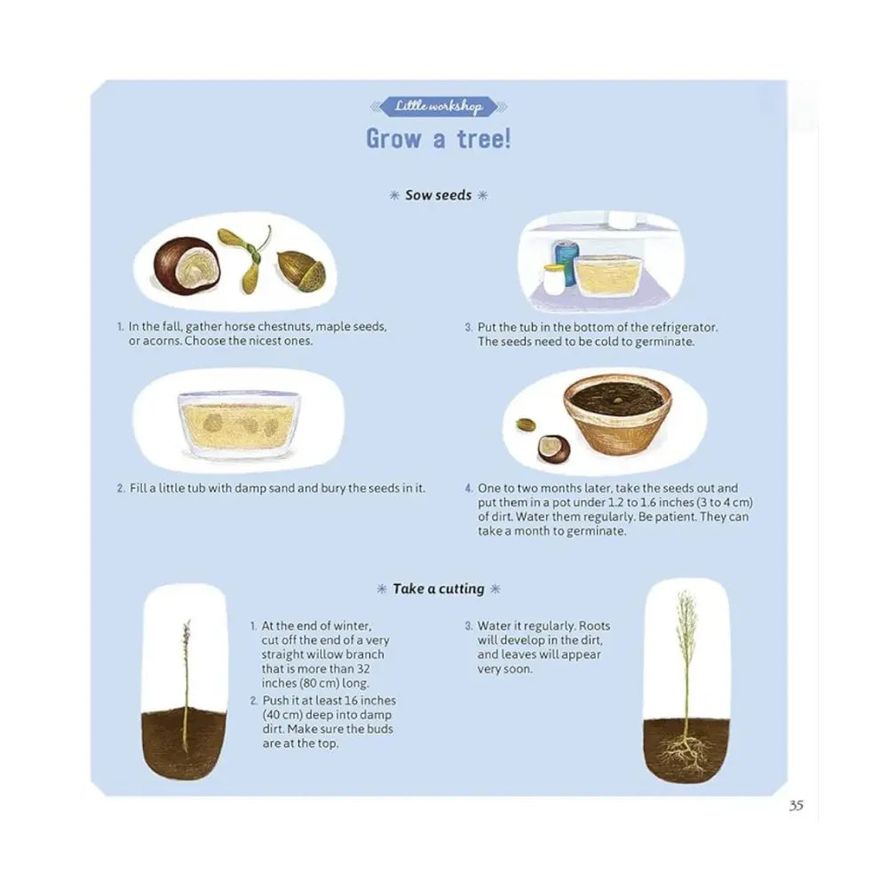 Instructions for growing a tree with illustrations and text on a blue background