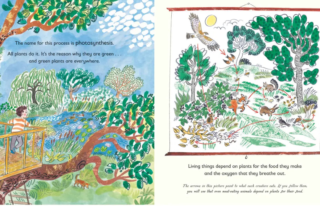 Illustrated book pages about photosynthesis and the importance of plants in ecosystems.