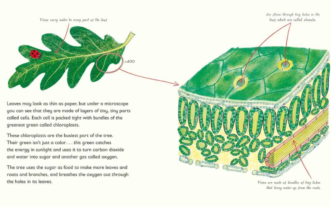 Educational illustration of a leaf and its internal structure with text explaining plant cells.