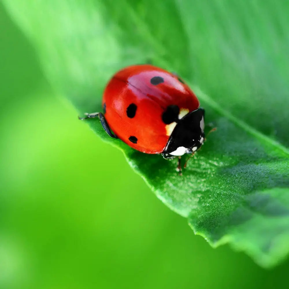Red ladybug on a green leaf with a blurred green background