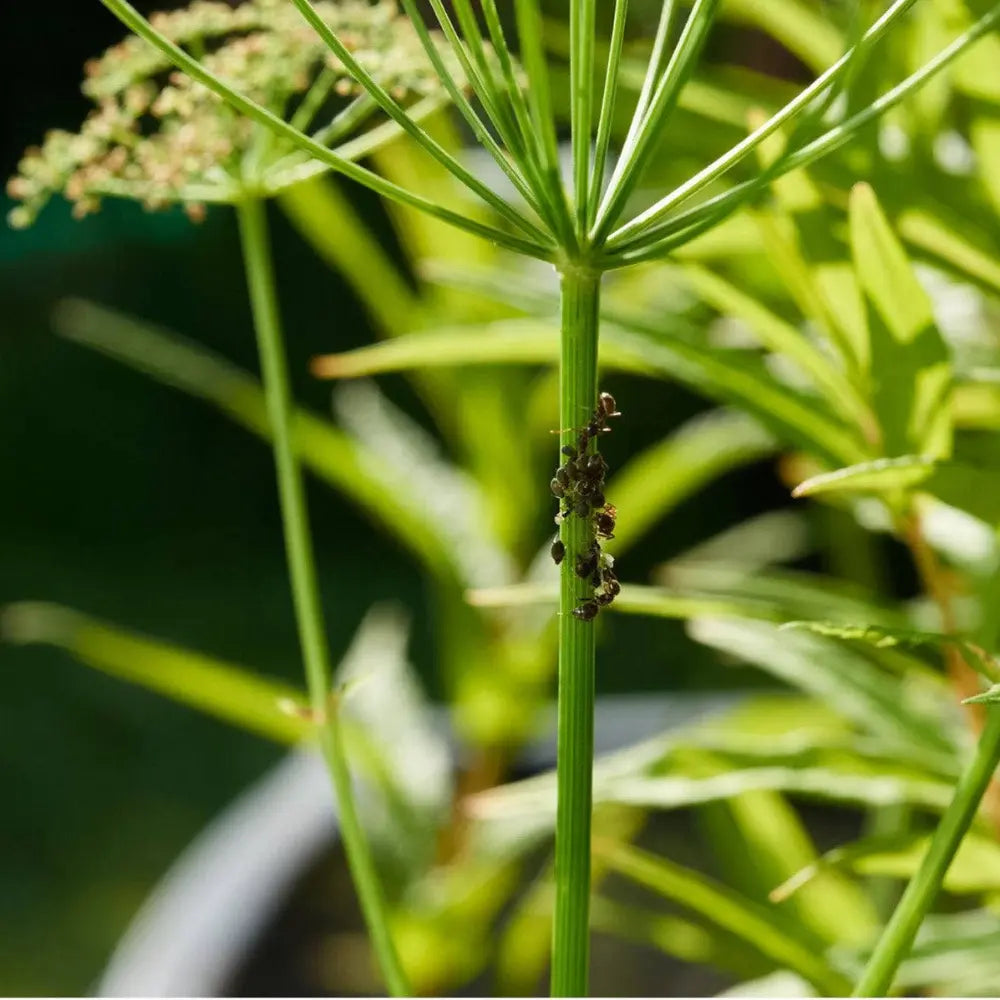 Close-up of a plant with green leaves and stems.
