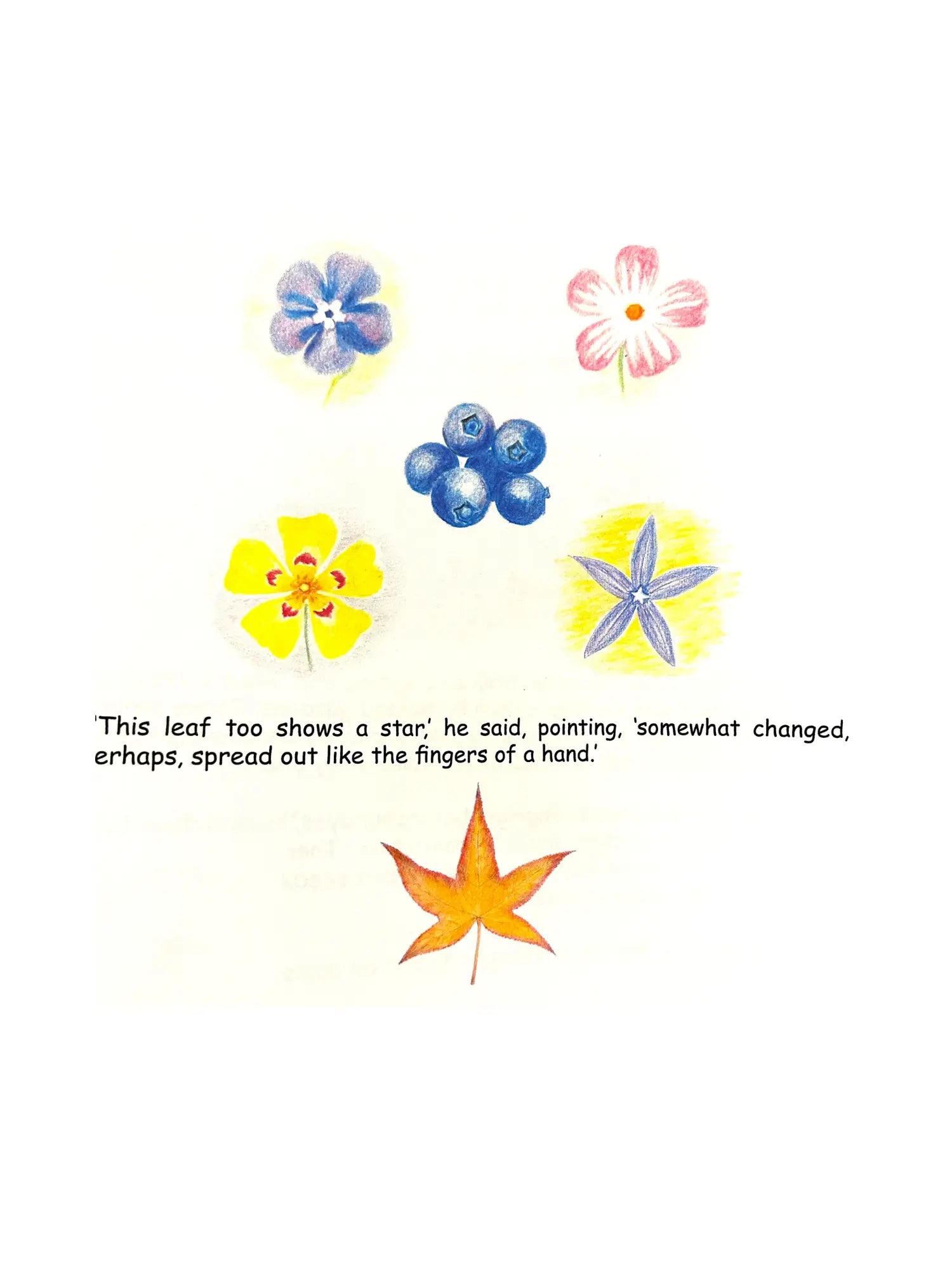 Illustration of flowers. blueberries, and a leaf showing five 