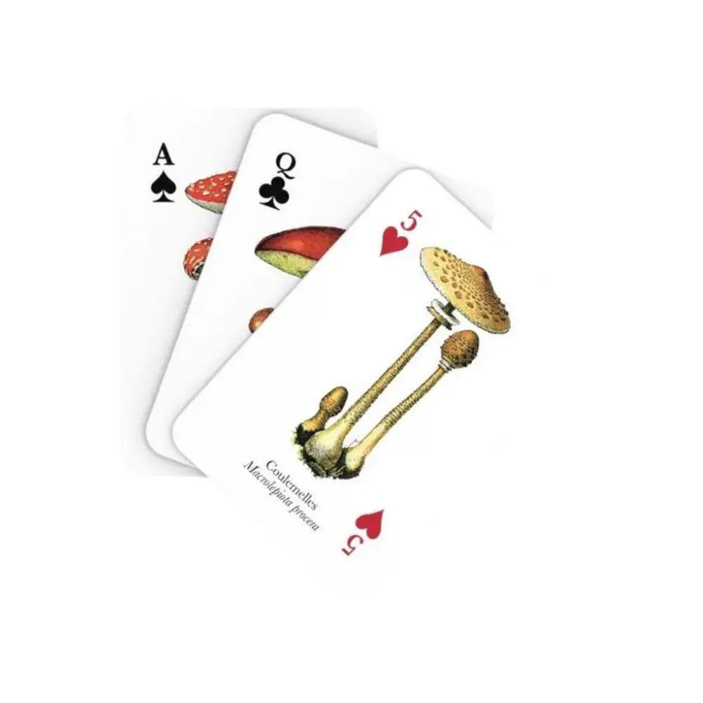 Close-up of mushroom illustration three cards showing fungi artwork for nature and botanical cards