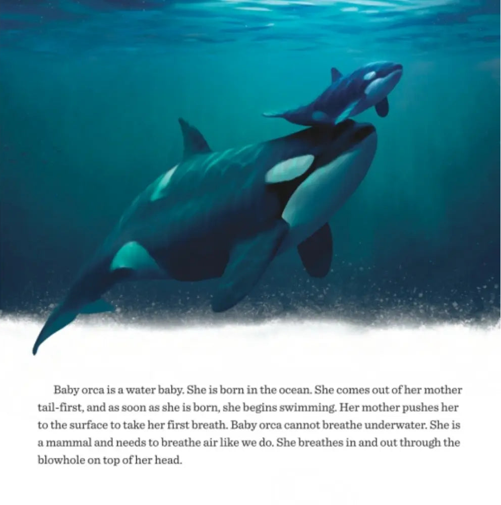 Two orcas swimming underwater with a text overlay about baby orcas.