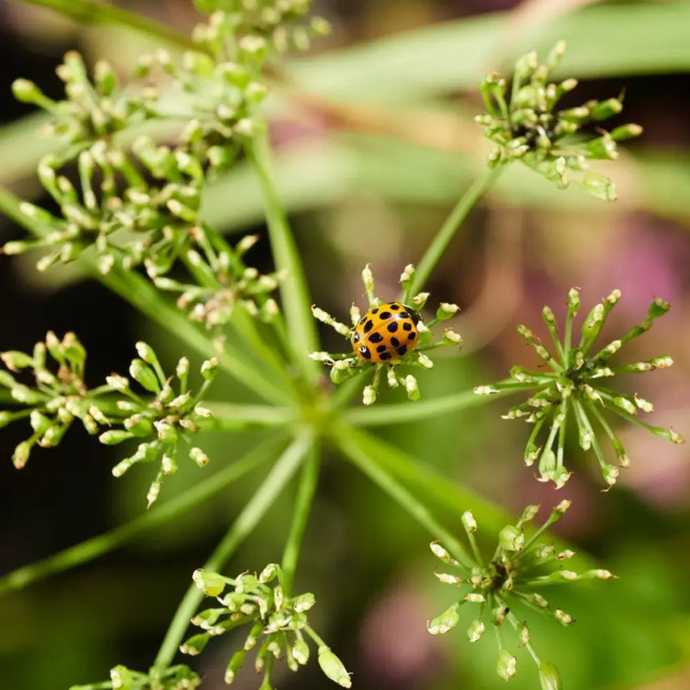 Ladybug on a green plant with a blurred background