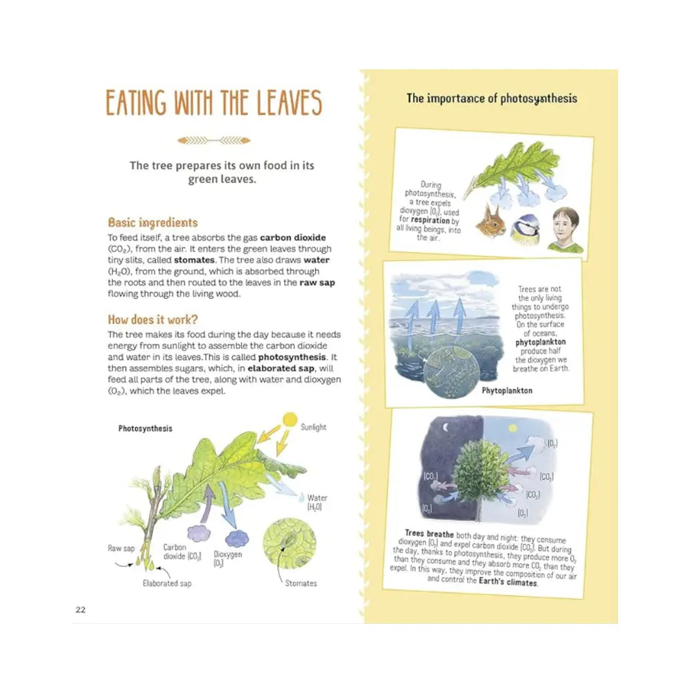 Educational page about photosynthesis with illustrations and text on a yellow background