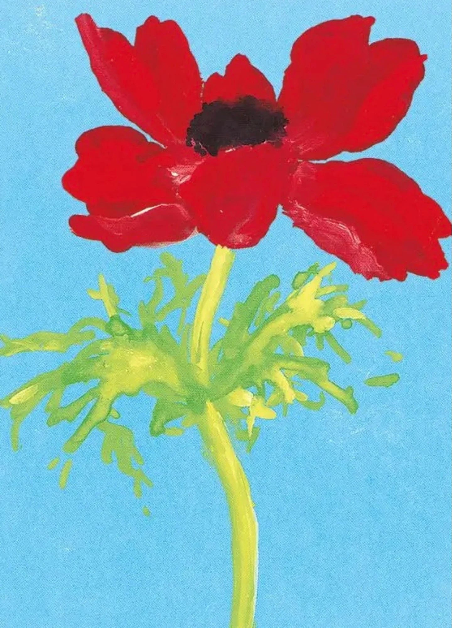 Red anemone flower with green stem on a blue background