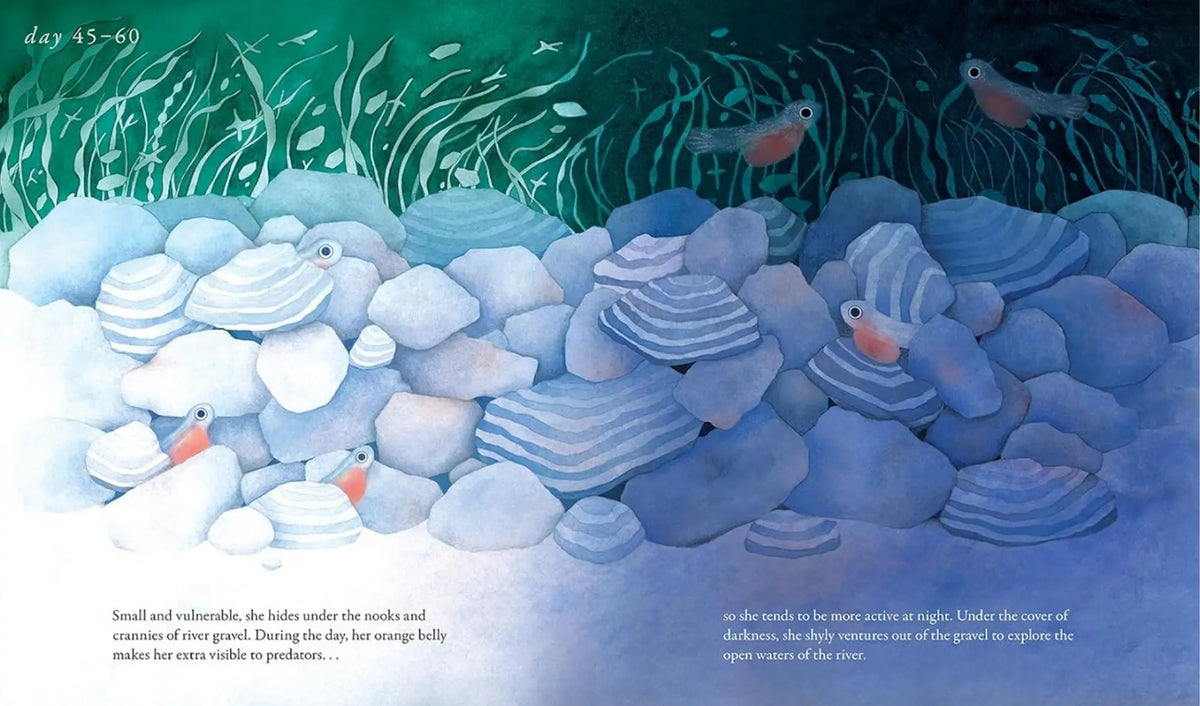 Salmon Run spread of newly hatched salmon alevins hiding among smooth river stones and gravel