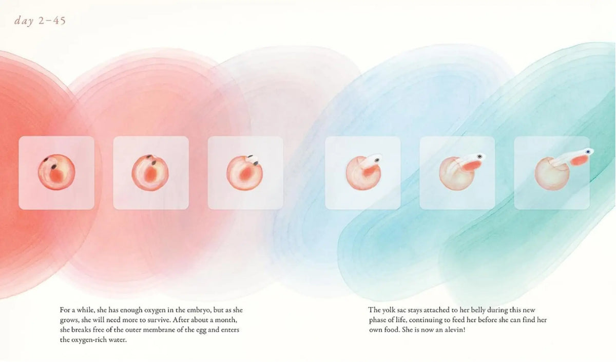 Salmon Run time-lapse spread showing a salmon egg developing and hatching across several days