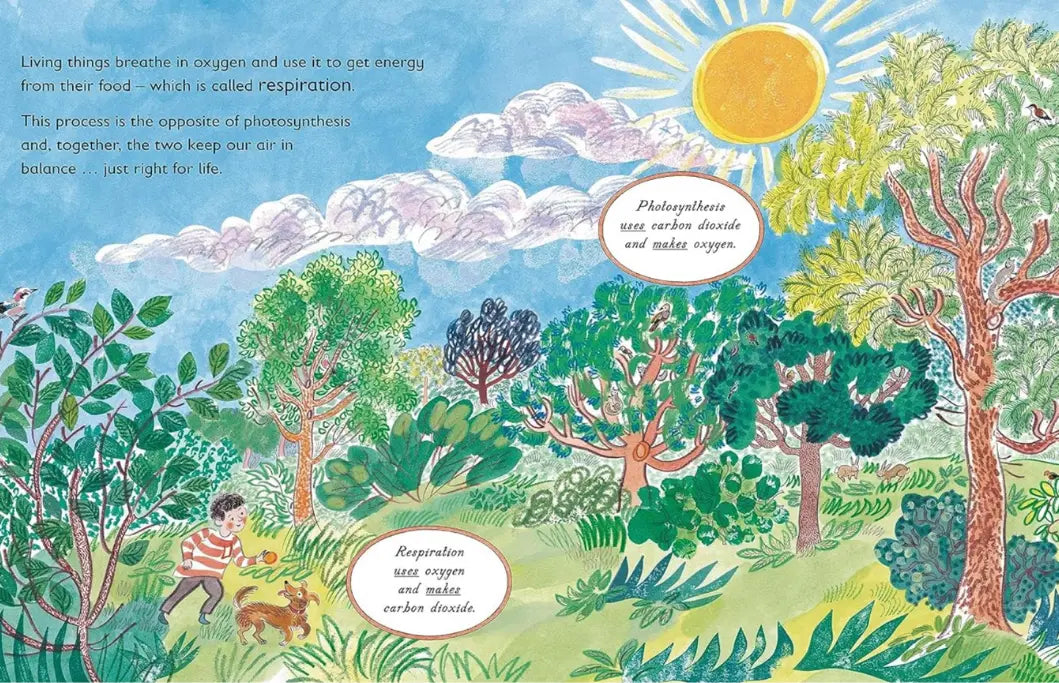 Illustration of a forest scene with trees, a sun, and a person walking a dog, explaining the concept of respiration.
