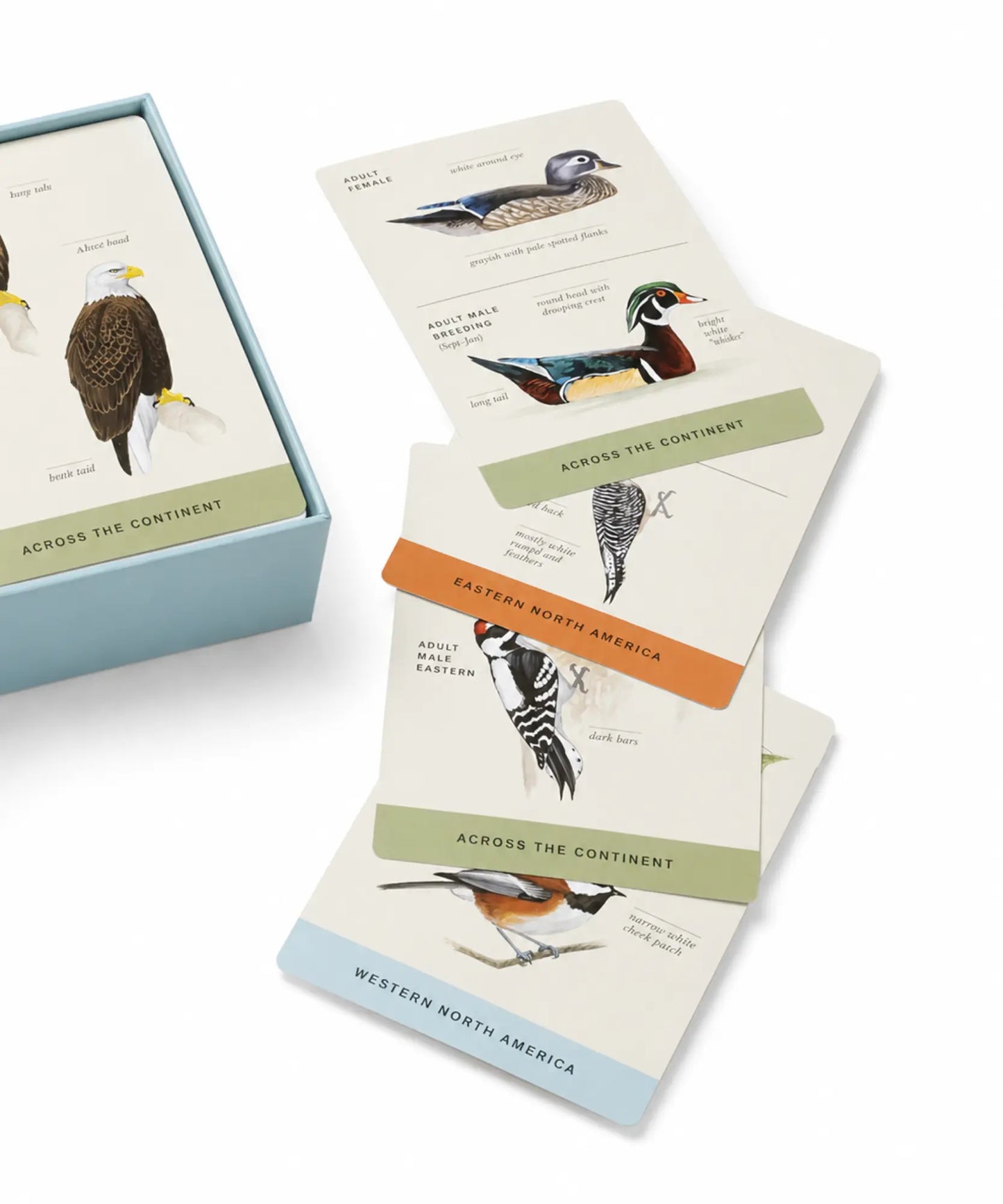 Set of bird-themed cards with illustrations and text on a white background