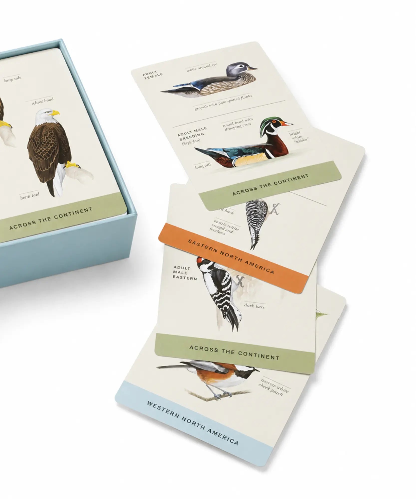Set of bird-themed cards with illustrations and text on a white background