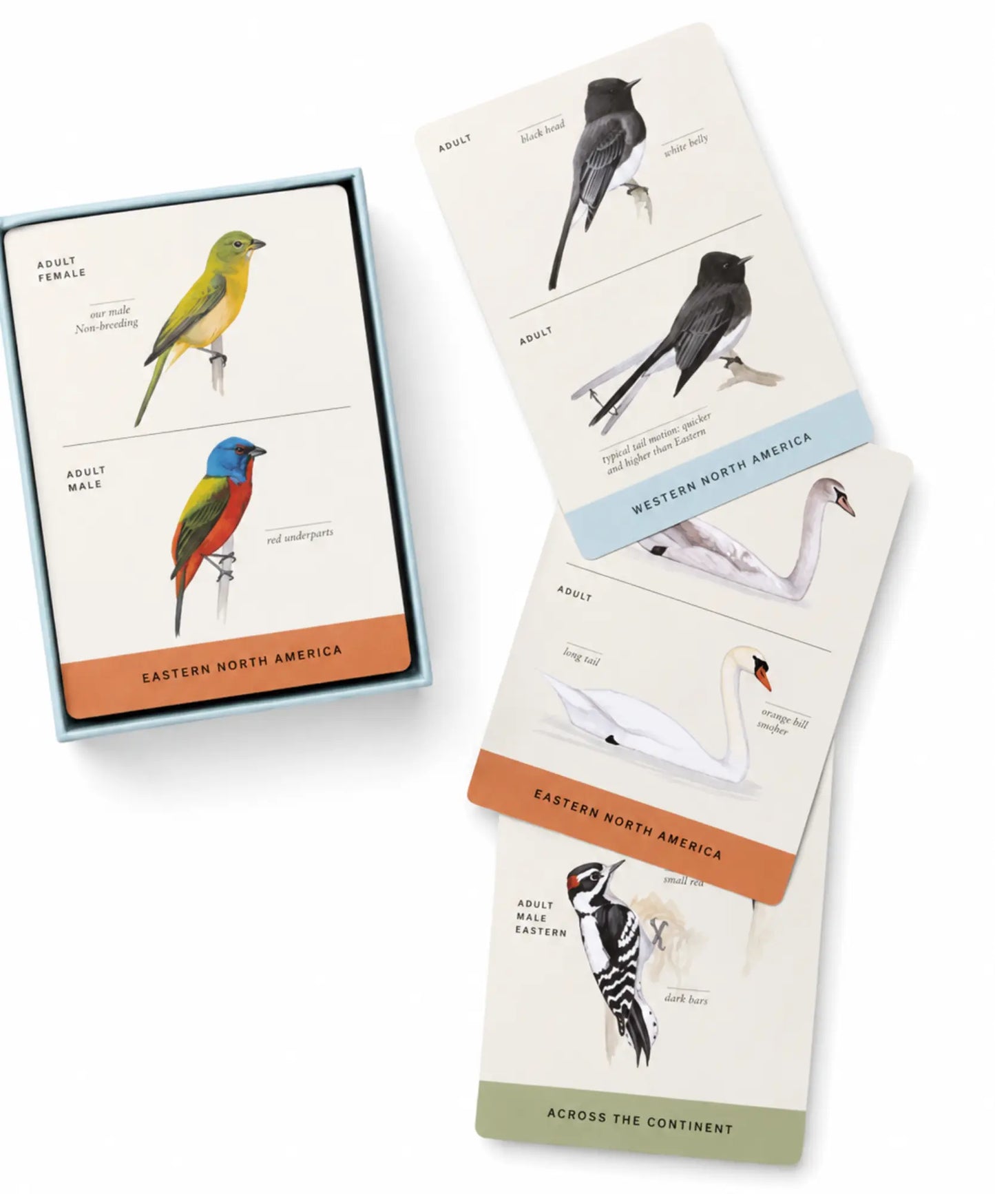 Set of bird identification cards with illustrations on a white background