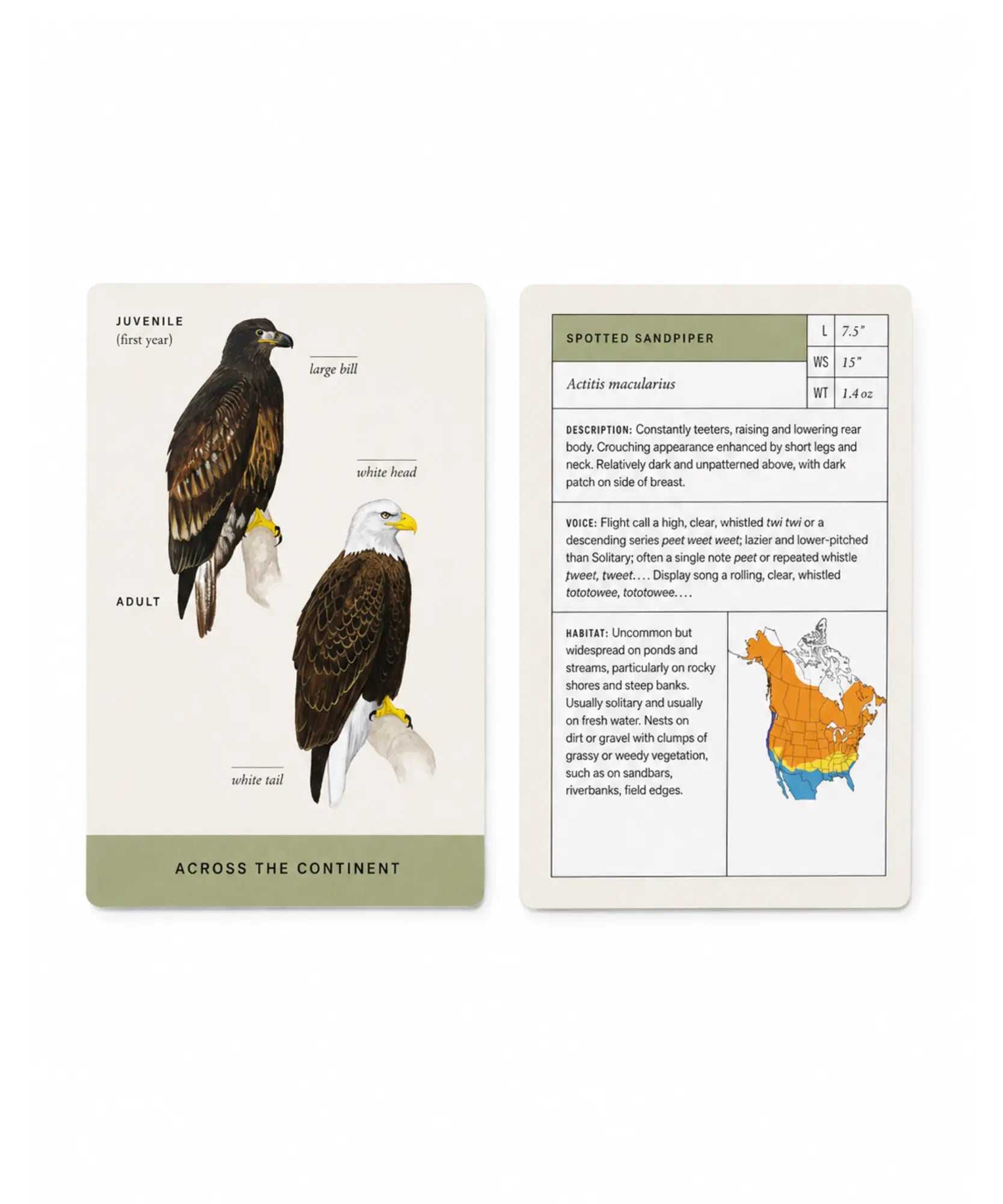Two educational cards about birds, one showing an eagle and the other a spotted sandpiper with text and illustrations.