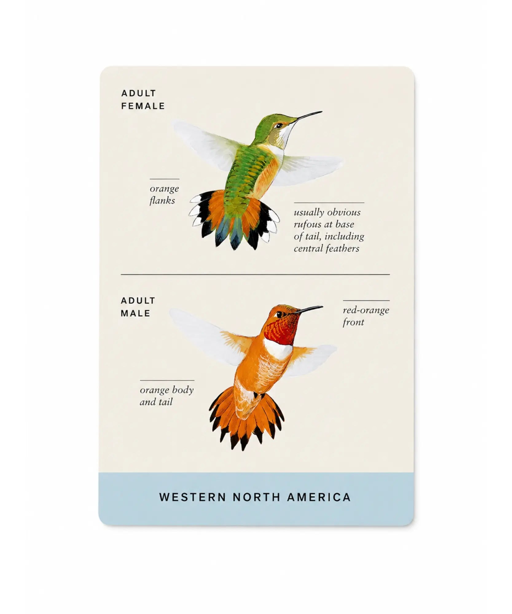 Booklet with illustrations of hummingbirds and text on a white background
