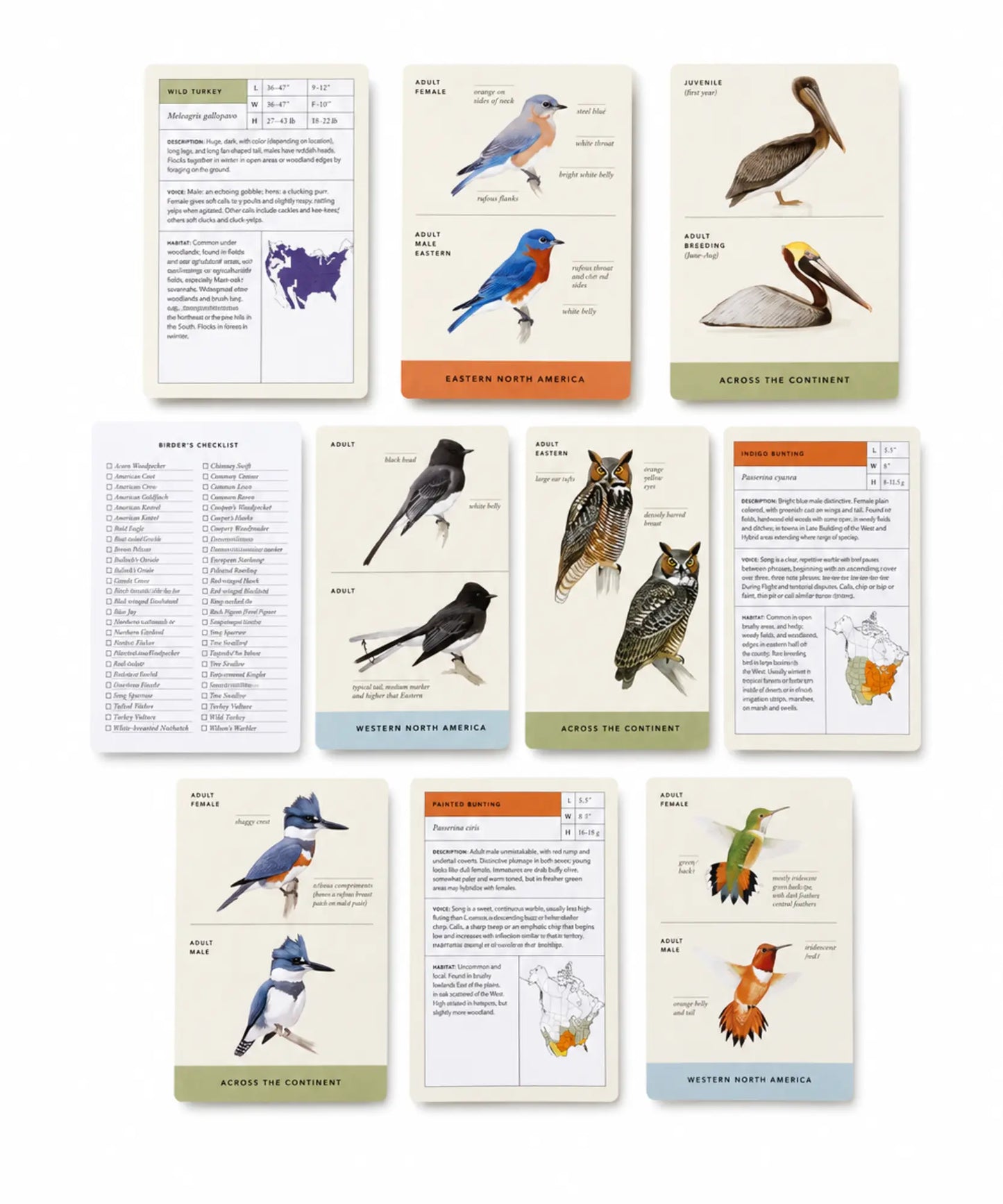 Set of educational cards featuring various birds with labels and illustrations on a white background.