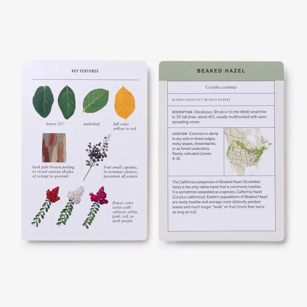 Two educational cards about 'Beaked Hazel' with illustrations and text on a white background.