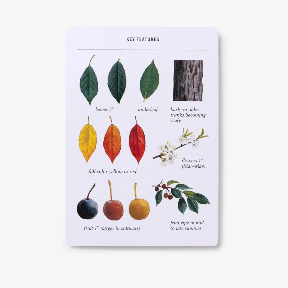 Educational chart with illustrations and text about plant features on a white background