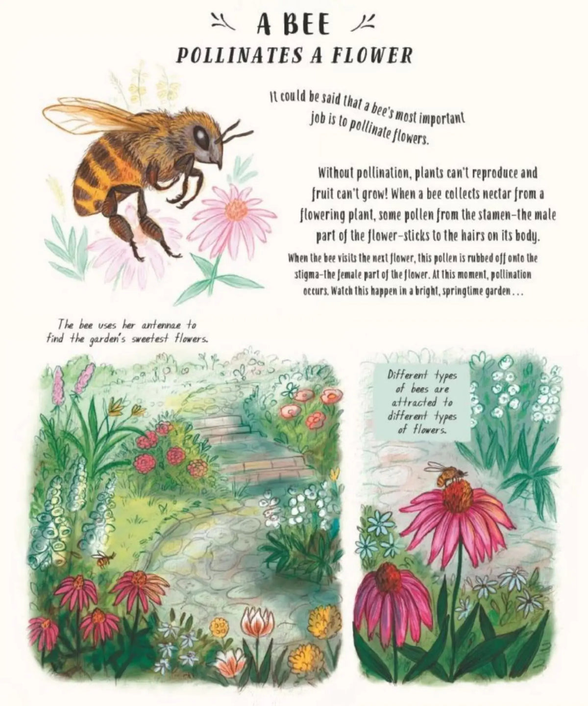 Slow Down book spread, A Bee Pollinates a Flower, with an illustrated honeybee and a garden path
