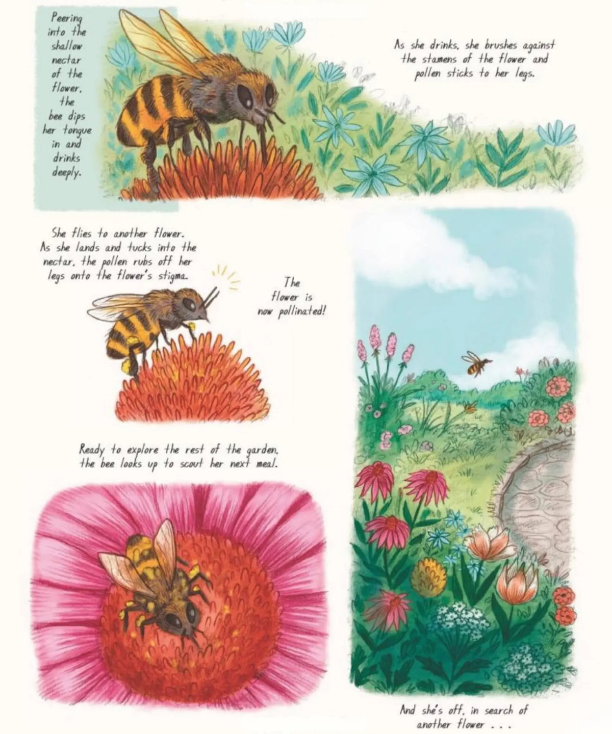 Illustrated sequence of a honeybee landing on a pink coneflower to gather pollen in Slow Down