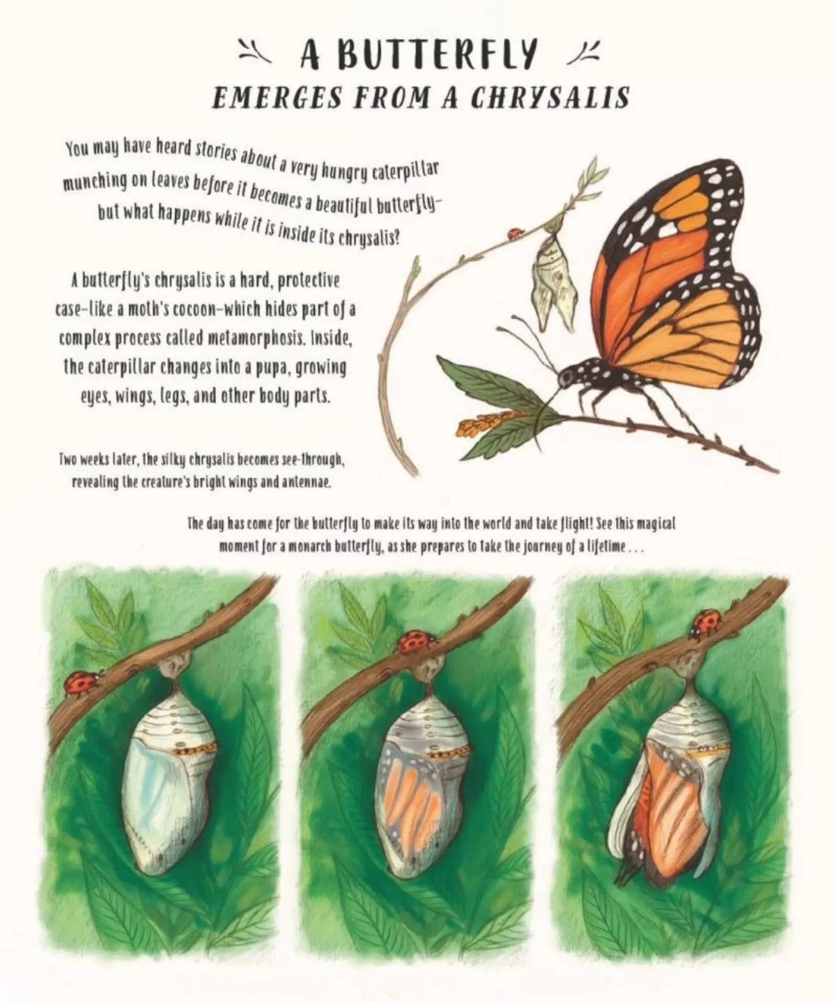 Slow Down book spread, A Butterfly Emerges from a Chrysalis, showing a monarch and three chrysalis stages