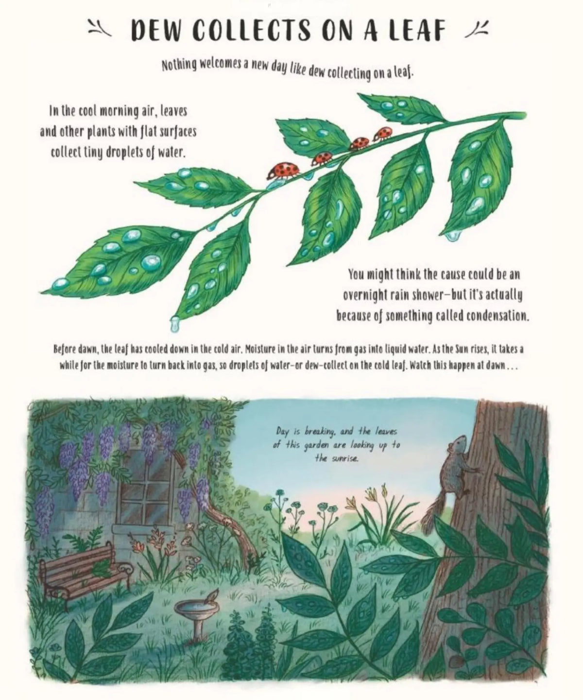Slow Down book spread, Dew Collects on a Leaf, with a leafy branch and a misty woodland scene