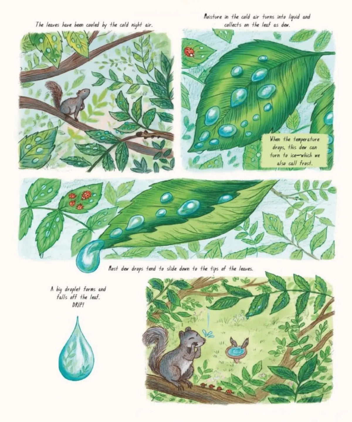 Slow Down illustrations of dew forming and dripping from a green leaf, with a squirrel in the woods
