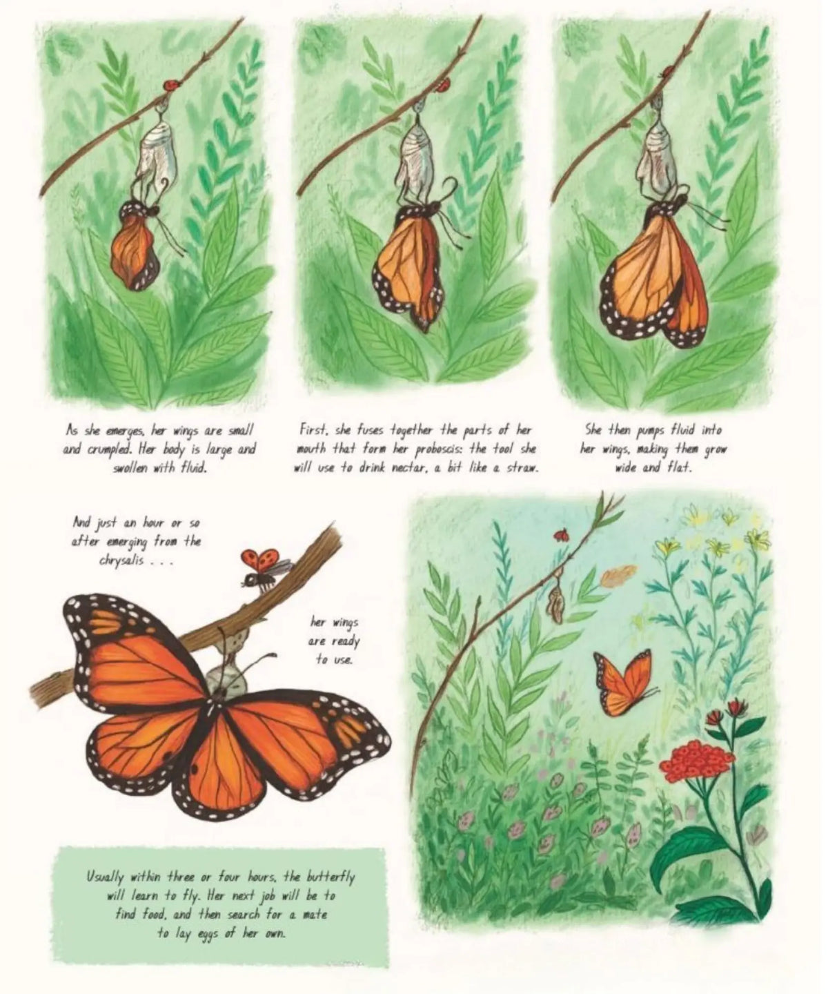 Illustrated step-by-step sequence of a monarch butterfly emerging and drying its wings in Slow Down