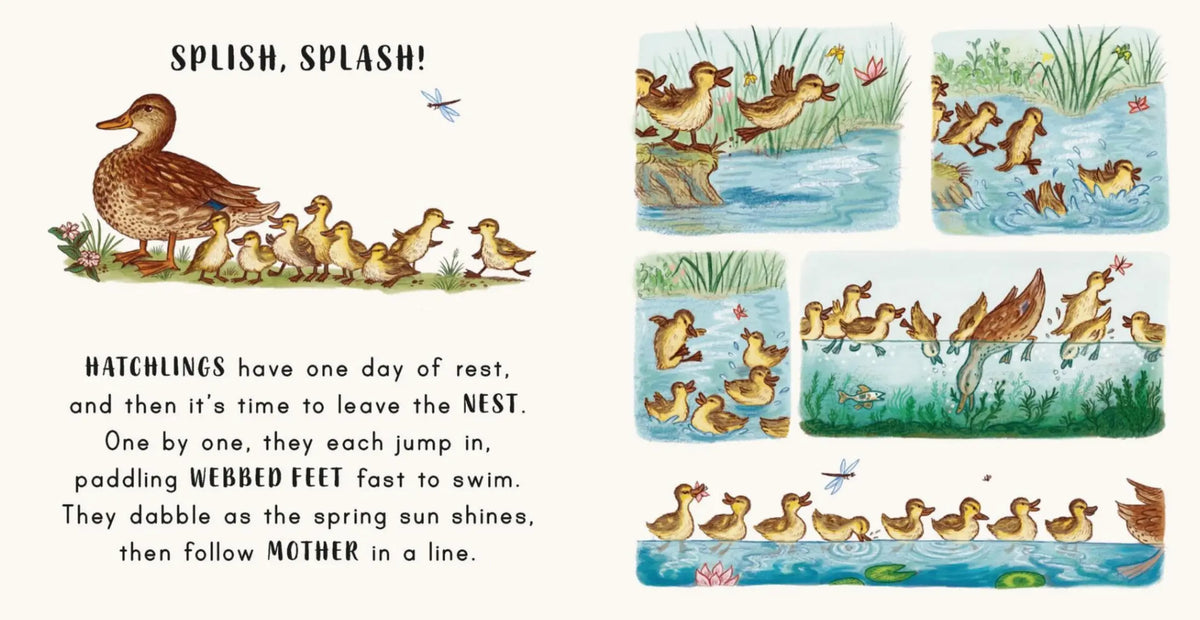 Illustrated pages from Slow Down in the Park showing a mother duck leading her ducklings into a pond, swimming and splashing among reeds and dragonflies.
