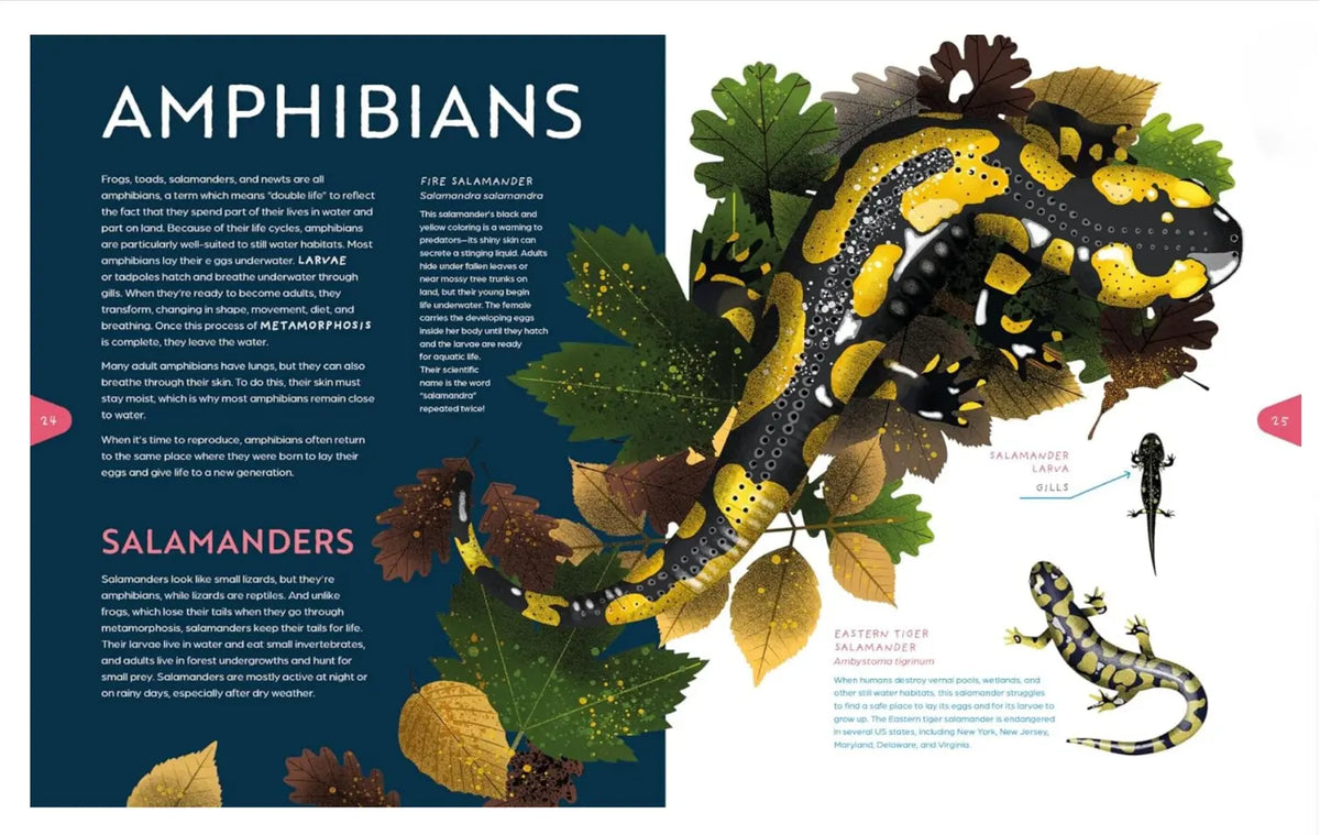 An educational nature book about still water ecosystems