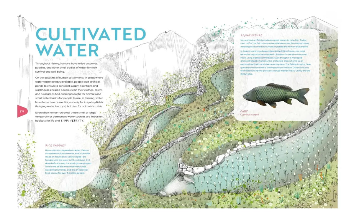 An illustrated informational page titled 'CULTIVATED WATER' with a hand-drawn landscape of terraced water channels, mountains, and a fish illustration