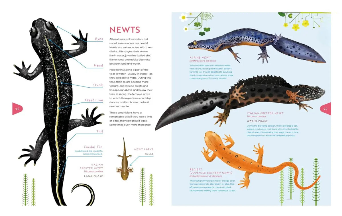 An educational children's book about newts, featuring labeled diagrams of a black newt. 